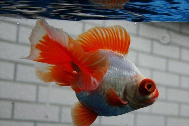 金鱼的饲养口诀 记住这些就足矣养好金鱼了 鱼儿