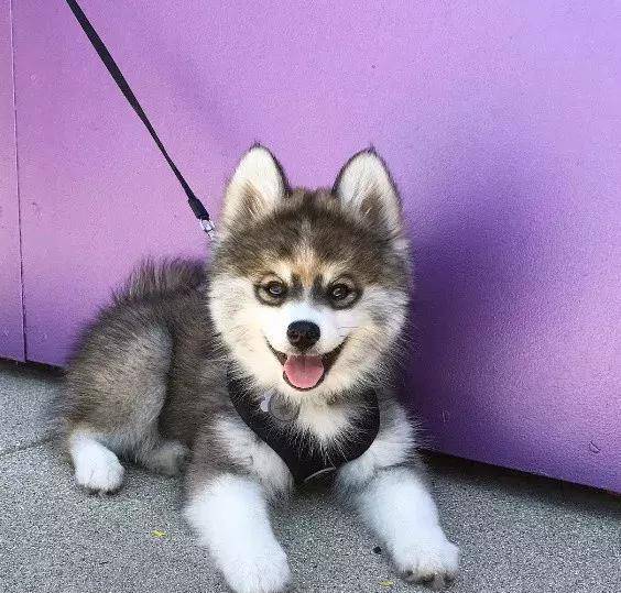 马尔济斯|确认过眼神, 是亲生儿子没有错!