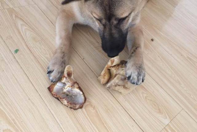 观点评论|中华田园犬虽然叫土狗, 但是一点都不土在我看来土的是忍人心
