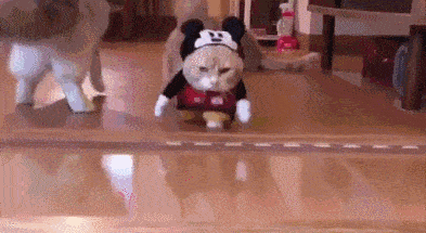 猫咪|腿长一米七，神似小柯基的短腿猫，打起架来无人能拦得住，好凶