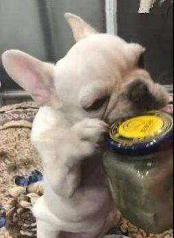 气味|小法斗不爱吃零食, 却偏爱臭豆腐, 抱着瓶子都口水直流!