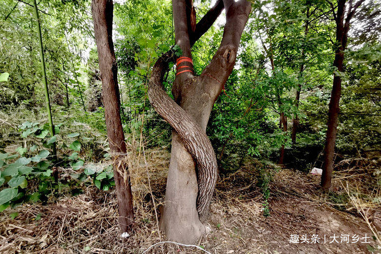 吕洞宾道观搬迁61年后，一棵榆树如蛇般缠上合欢树，游人叹真稀奇