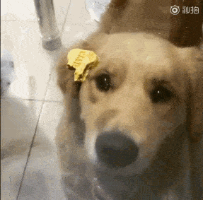 观点评论|主人在桌上放了一块零食, 金毛隔着玻璃咬半天、急出双眼皮