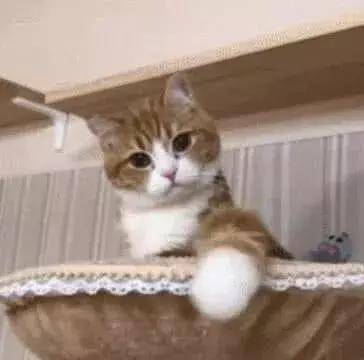 猫咪|小猫咪冲铲屎官不停招手, 铲屎官心里美滋滋, 走近一看当场笑翻