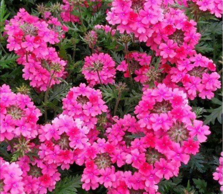 怎么种花容易开花 da3d1b1d9a274ee29fa1df1881b0c554.jpeg
