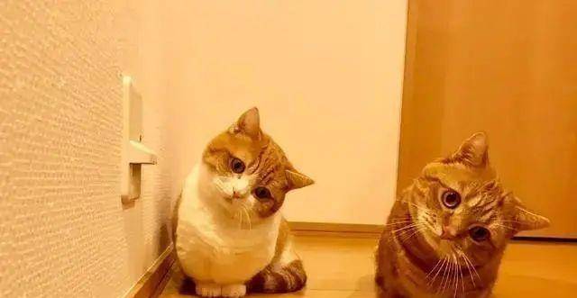 猫咪|腿长一米七，神似小柯基的短腿猫，打起架来无人能拦得住，好凶