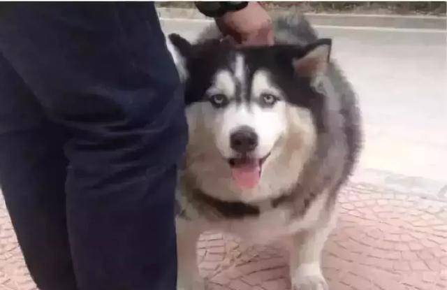 马尔济斯|确认过眼神, 是亲生儿子没有错!