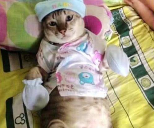 外出时将猫陪5岁的孩子玩，回家竟看到这一幕，猫：好无辜哦！