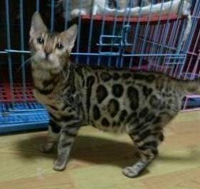 垃圾箱里捡了只流浪猫，带去驱虫时才知道捡到宝了，女孩兴奋坏了