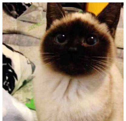 猫咪脸蛋渐渐变黑，女子将它送去医院检查，医生的话让他傻眼了 