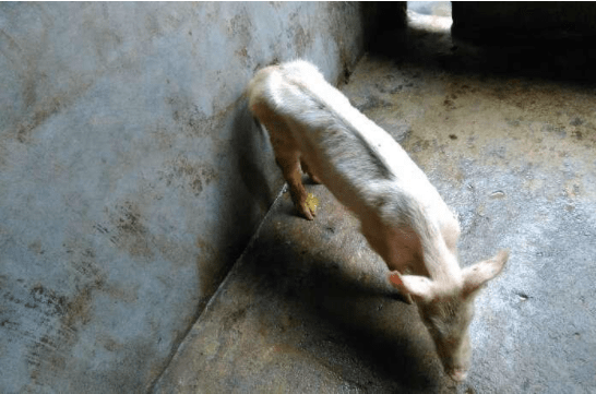 原创僵猪怎样让它长的快僵猪怎么治疗最好这两点原因要掌握