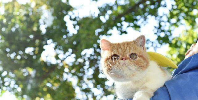 因为|2岁加菲猫难过不吃饭，只因为被主人遗弃，幸好有这样的结果