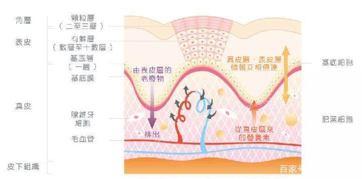 什么|“鸡皮肤”到底是什么？应该如何选择产品，才能解决此类皮肤问题