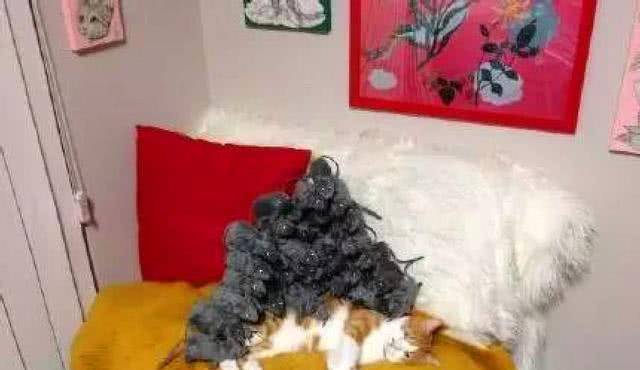 主人恶搞猫咪,把玩具老鼠放它身上,当猫咪醒来时表情亮了! 主人恶搞猫咪,把玩具老鼠放它身上,当猫咪醒来时表情亮了!