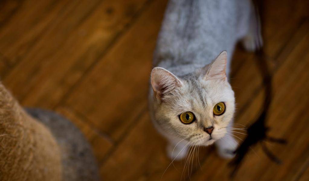 新手怎么选猫 3f561b54c9d84e62b71163458503ca27.jpeg