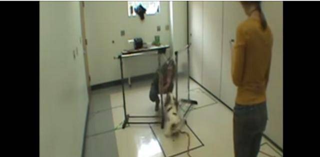 奖励|为什么狗不听话?研究表明训犬也要因材施教,不同狗用不同方法