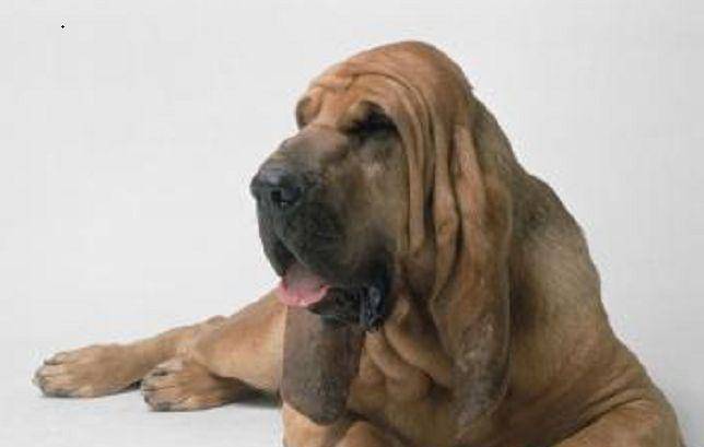 世界犬智商排名_世界犬种智商排行(2)