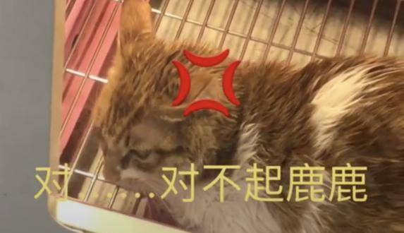 主人趁猫咪正在风干,偷偷撩了别的猫,一回头瞬间不知所措! 主人趁猫咪正在风干,偷偷撩了别的猫,一回头瞬间不知所措!