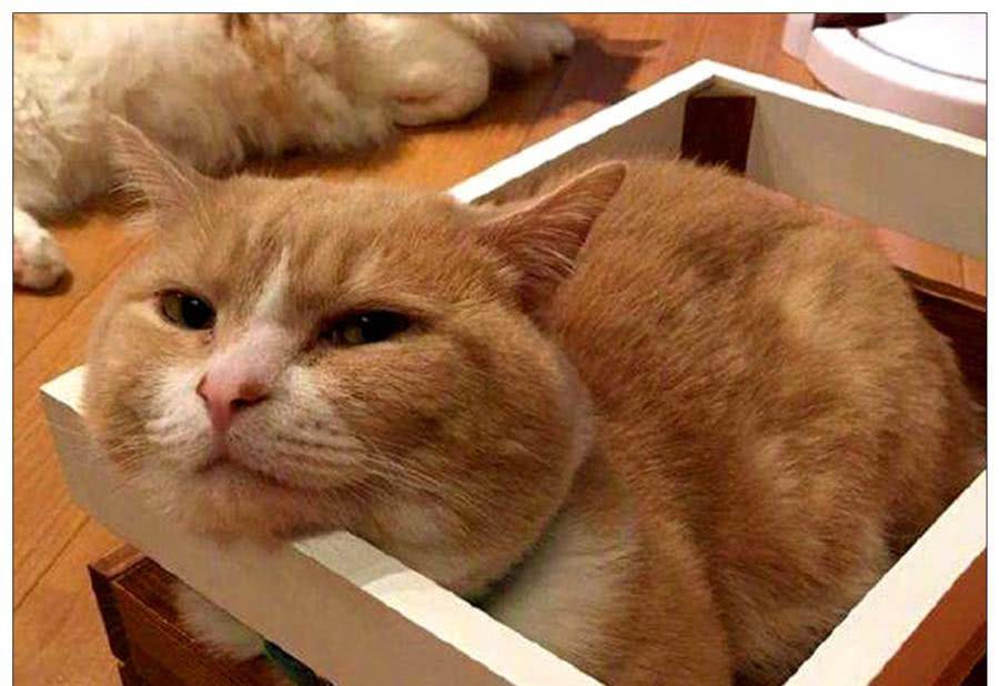 体型|橘猫想去约会，半夜想爬门而出，主人白天看到它后瞬间笑喷了