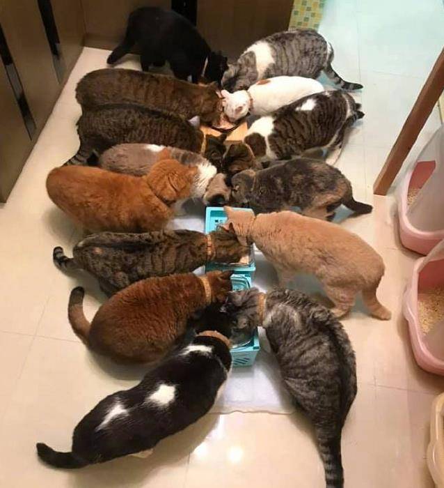 家里猫太多,主人吐槽连睡觉都难,看到猫咪的体型:你家有矿啊? 家里猫太多,主人吐槽连睡觉都难,看到猫咪的体型:你家有矿啊?