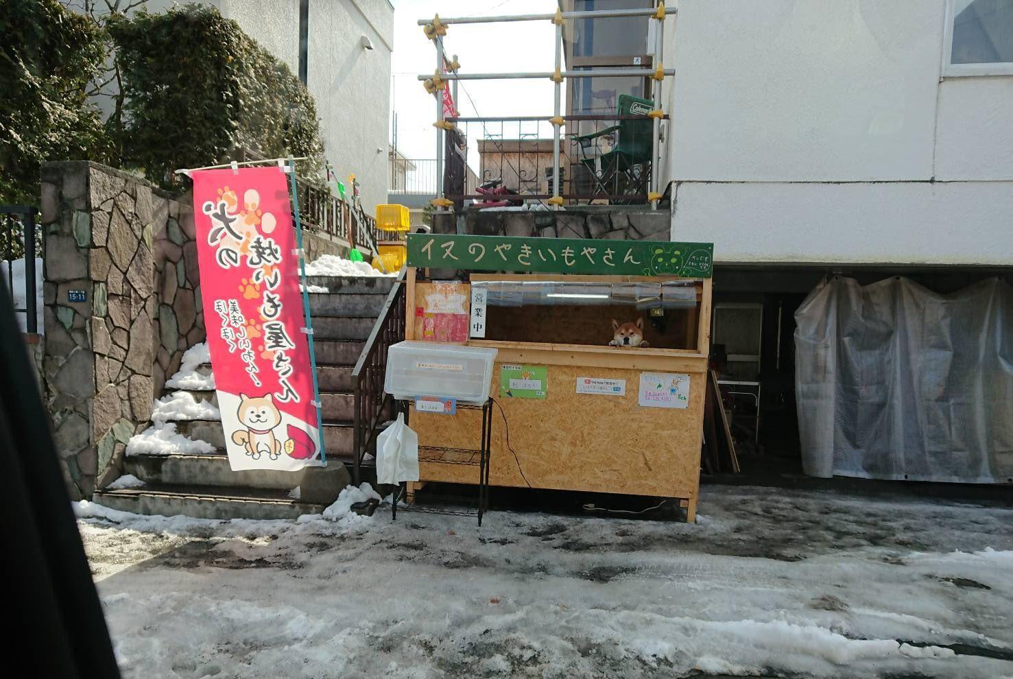 柴犬路边卖烤地瓜，只收钱不找钱，生意火爆整条街