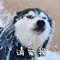 主人在廚房聽見二哈慘叫, 結果出去一看, 眼前的一幕讓他笑出內傷 萌趣萌寵 第5张