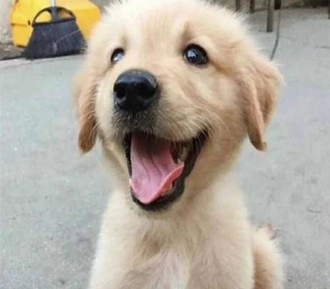 小伙|小伙捡了一只小金毛，3月之后都不见长，医生的回答令人哭笑不得