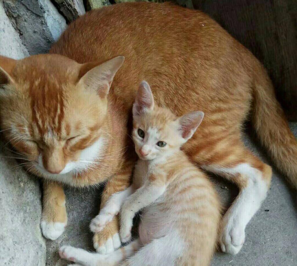 橘猫化身奶爸,实力宠娃,陪娃睡觉,看起来很温馨 橘猫化身奶爸,实力宠娃,陪娃睡觉,看起来很温馨