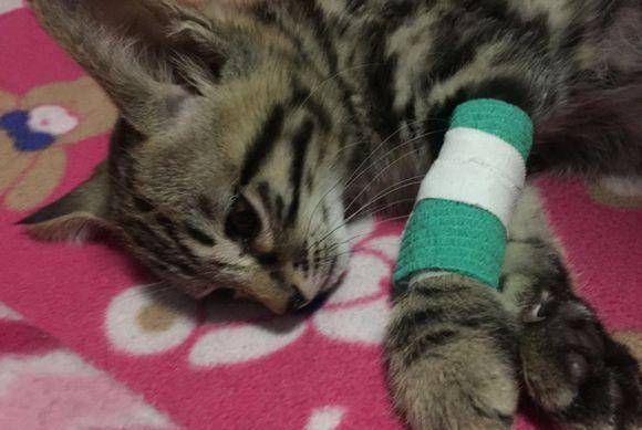 600从猫贩手中买回只奶猫,刚到家第二天,还未熟悉便传来噩耗 600从猫贩手中买回只奶猫,刚到家第二天,还未熟悉便传来噩耗