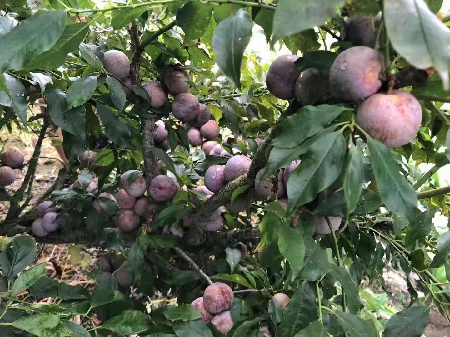 村民们可根据他们自身的情况种植三华李,合作社提供技术支持,采取