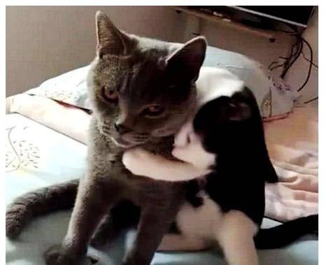 女子带蓝猫绝育，下班回到家听到猫叫不对劲，进屋一看，傻眼了