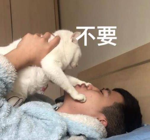 想要亲一口猫,猫咪的反应果然不出所料,主人按住猫头后就后悔了 想要亲一口猫,猫咪的反应果然不出所料,主人按住猫头后就后悔了