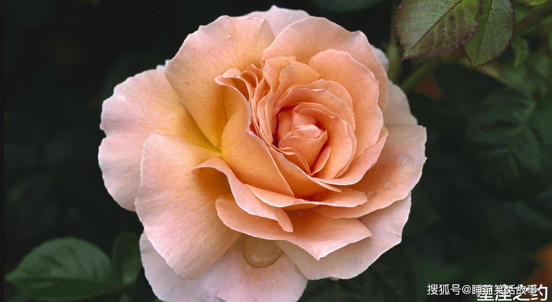 11月25日星座运势 巨蟹座目标清晰 双鱼座随机应变 工作