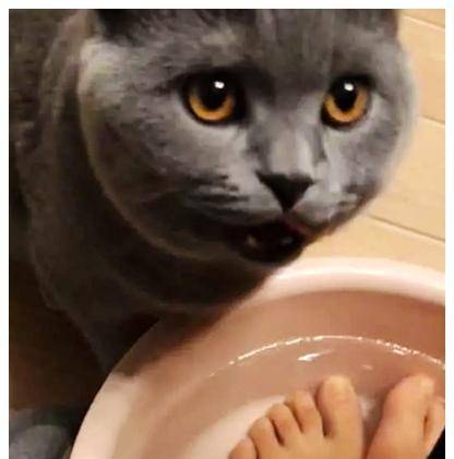 因为|洗脚时发现蓝猫在喝水，觉得奇怪，看清楚它的表情后，瞬间笑翻了
