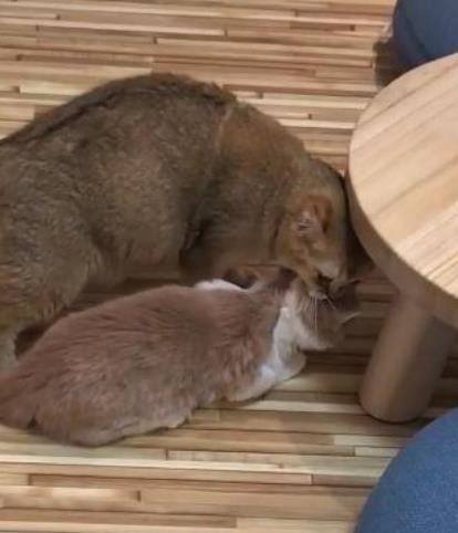 一孕傻三年?猫妈妈以为自己已生产,叼着小猫四处晃悠 一孕傻三年?猫妈妈以为自己已生产,叼着小猫四处晃悠