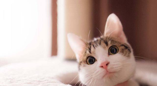 怎么教猫咪上厕所不用猫砂 e291d5b4e16e465e8c467179ba1b5693.jpeg