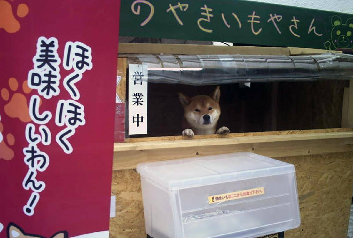 柴犬路边卖烤地瓜，只收钱不找钱，生意火爆整条街