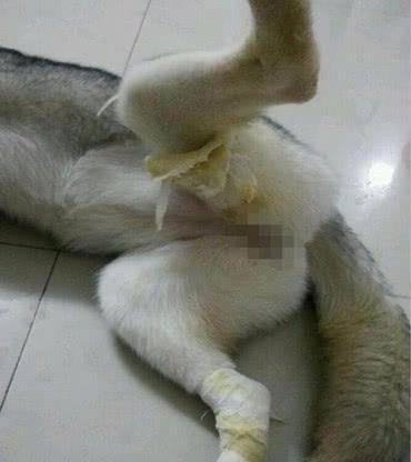 主人粗心大意乱放鱼钩,回来见到二哈模样,吓得急忙就送去医院 主人粗心大意乱放鱼钩,回来见到二哈模样,吓得急忙就送去医院