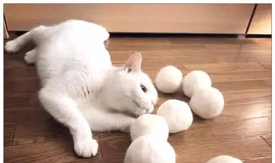 主人有收集猫发的癖好,三年后集成“七龙珠”,喵仔细一看傻眼了 主人有收集猫发的癖好,三年后集成“七龙珠”,喵仔细一看傻眼了