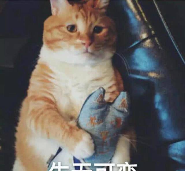 怎样寄宠物 ff21ee85ca9d4a099877aa46e17f9db5.jpeg