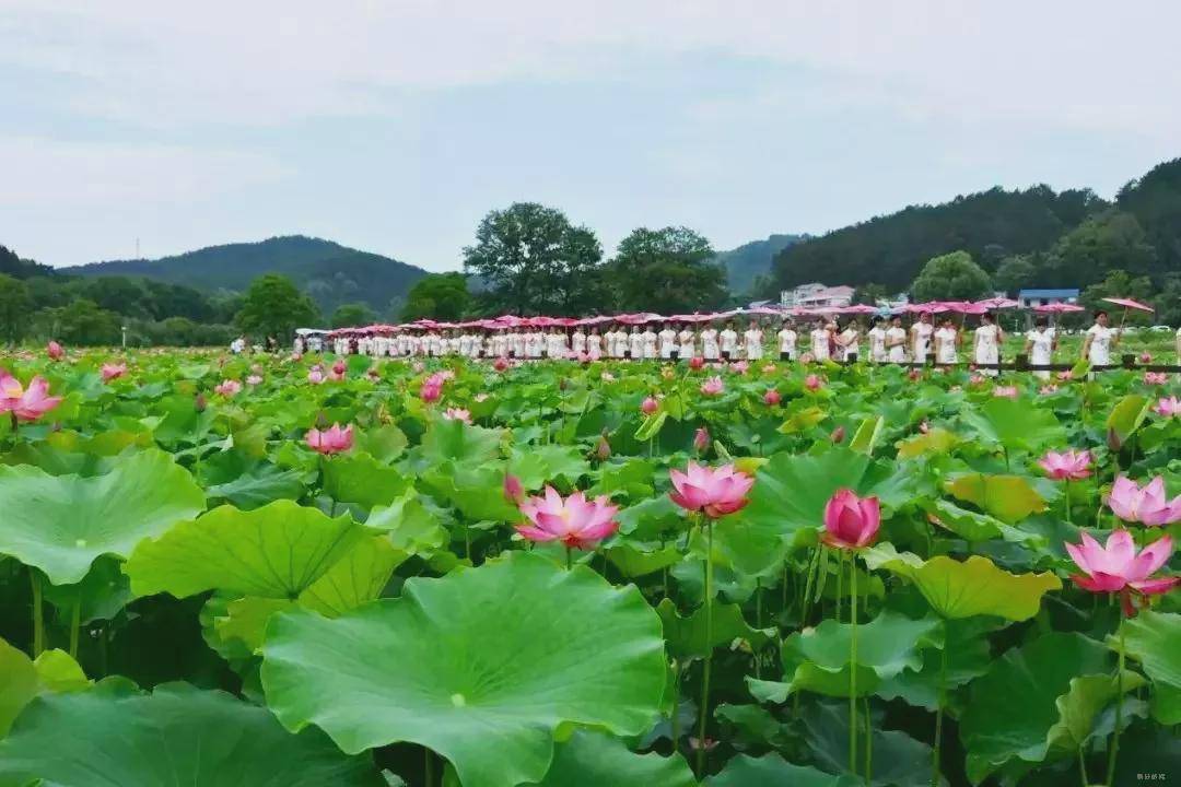 遇见夏雨荷新县郭家河乡莲花村百亩荷塘太美了