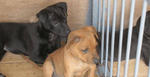 这种 土狗 可不是中华田园犬 生活在台湾 如今已被更名 狗狗