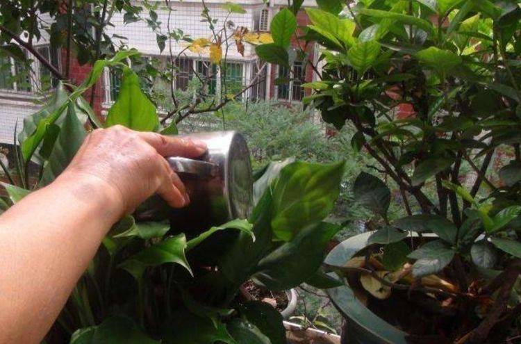 盆栽土壤板结的最佳方法 8816a1bd61ec43779df87d09482f27f9.jpeg