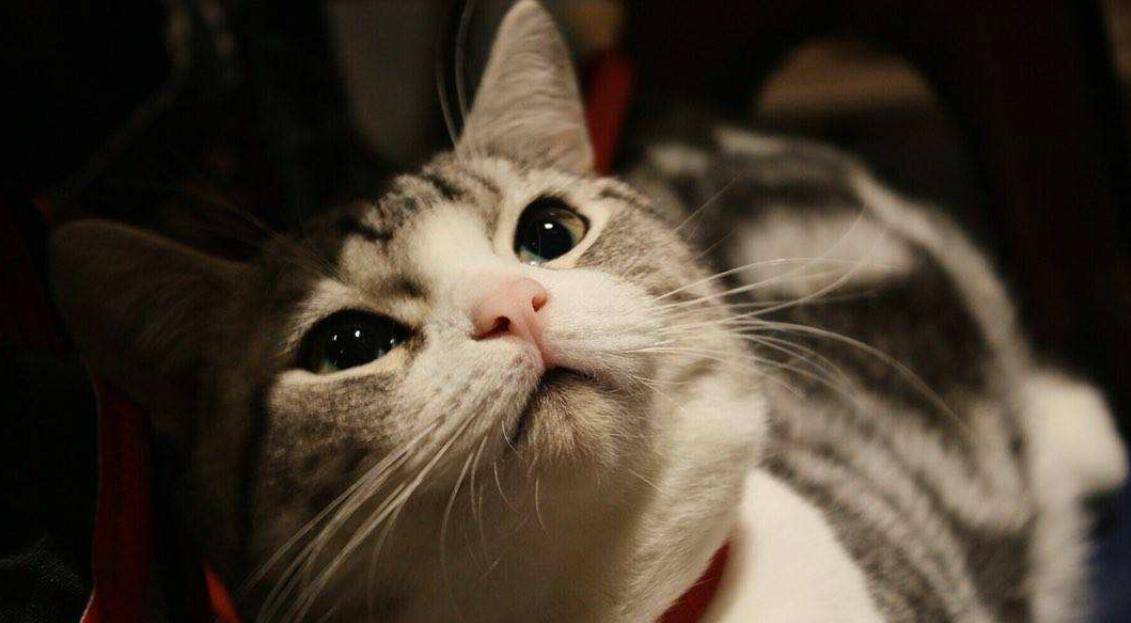 宠物猫掉毛怎么解决 9a66dc8b9c6c4787a7039dd98117c874.jpeg