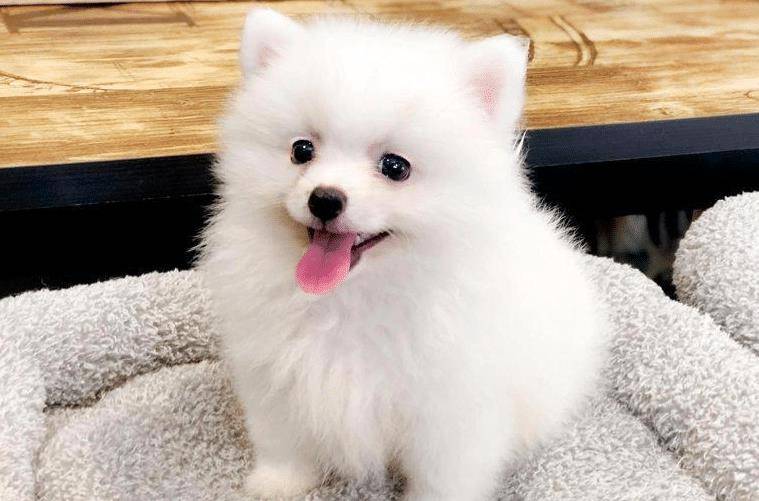 错误|饲养幼犬时，主人不要犯这6大错误，对它太伤了！