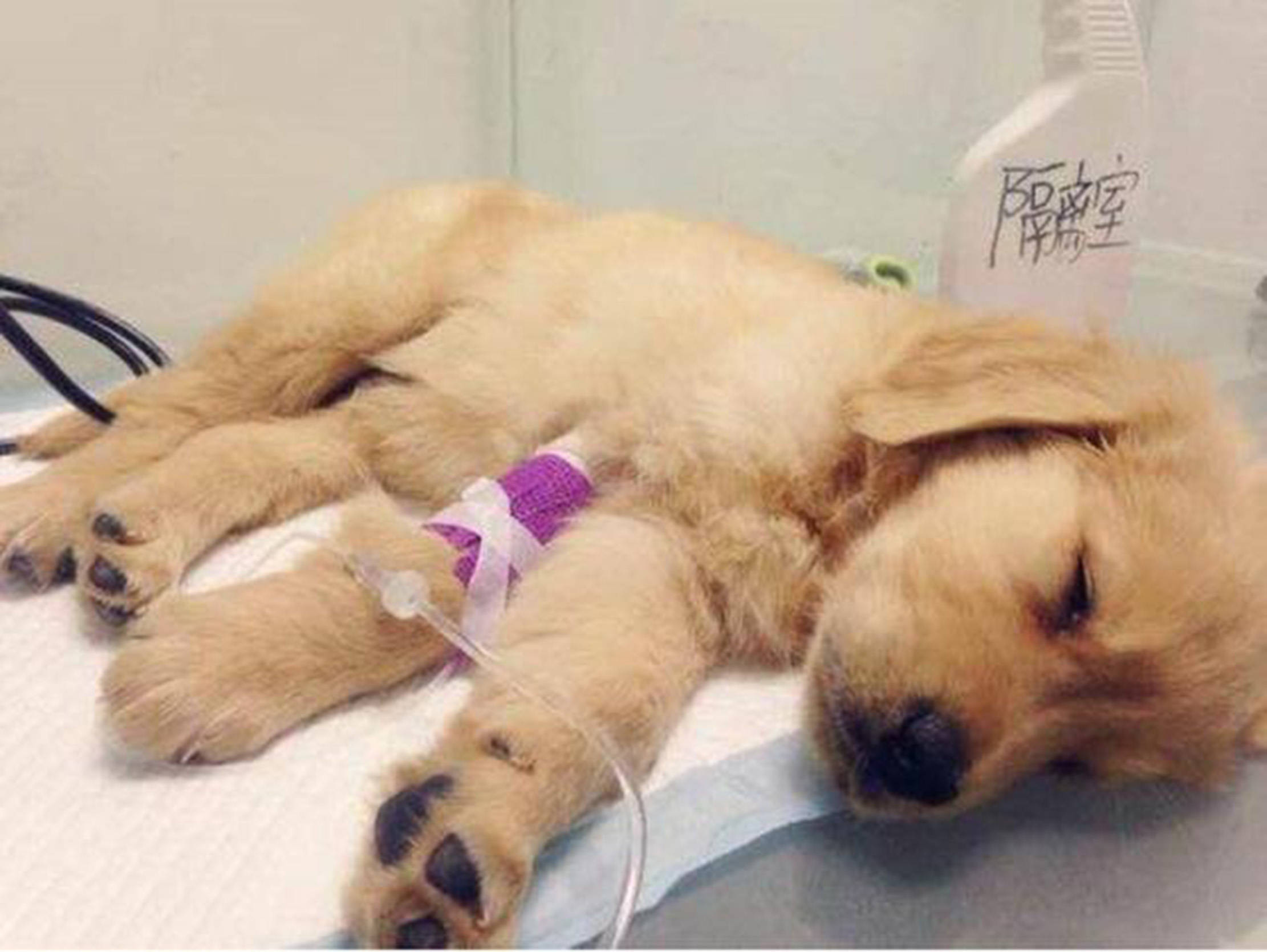 【养宠小知识】小狗肾衰竭输液5天怎么办_狗狗