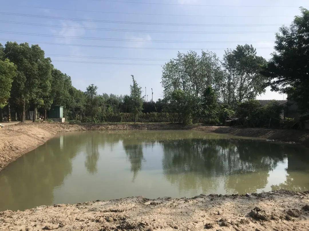 网格动态我为群众办实事丁魏社区一塘一景绘画卷河塘悦色乡村美