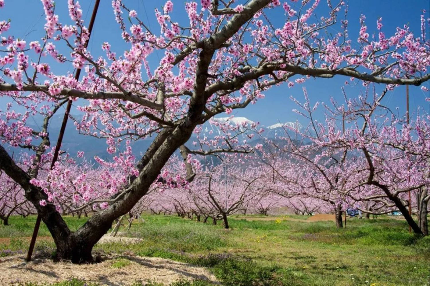 金庸笔下的桃花岛在哪个地方呢岛上旅游资源丰富