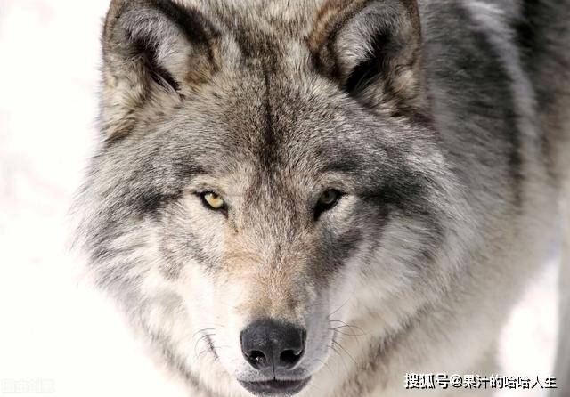 一名男子徒手与一匹野狼搏斗将其制服,人类vs野狼结果会如何?_动物