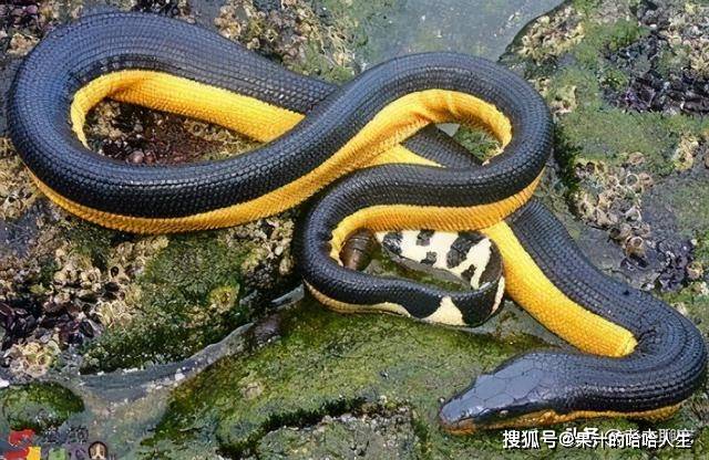 原创毒性极高分布极广的海中爬行动物国内十大毒蛇之海蛇